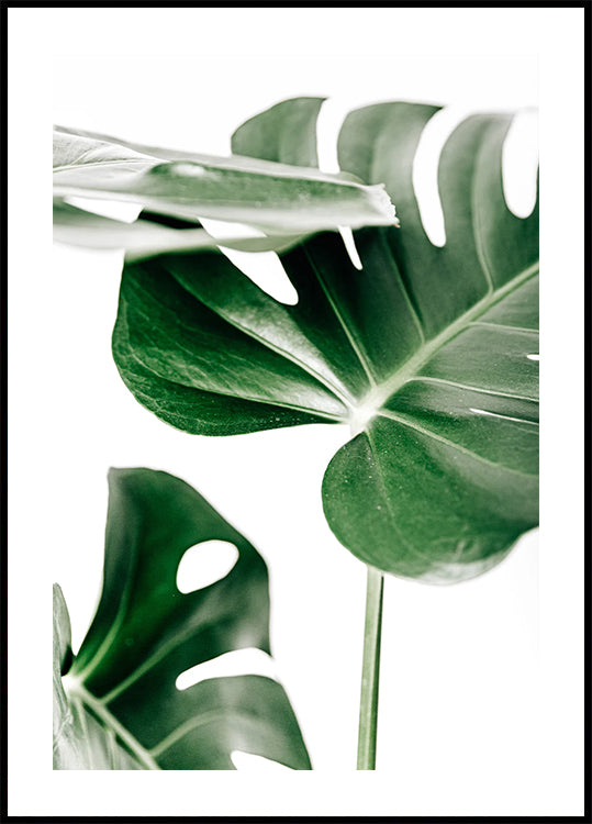 Monstera Leaves Poster - Posterbox.dk