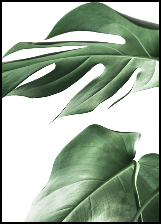 Monstera Leaves Poster - Posterbox.dk