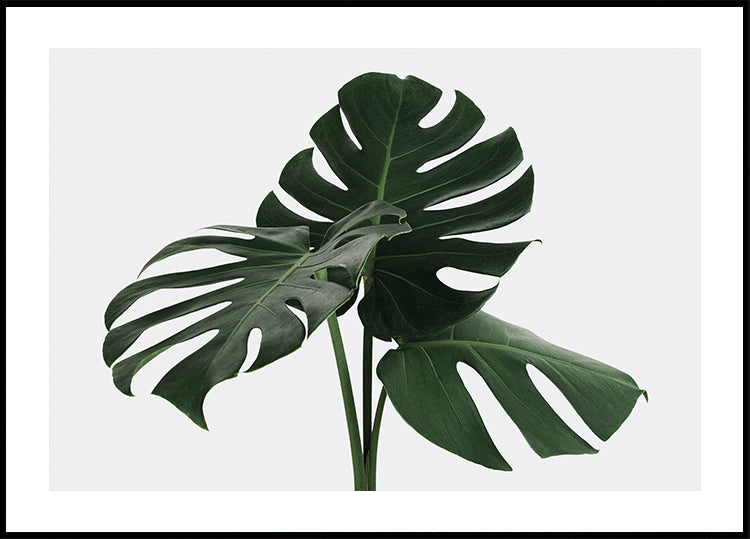 Monstera Plant №1 Poster - Posterbox.dk