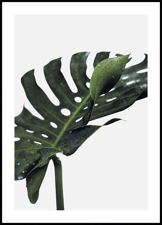 Monstera plant №1 Poster - Posterbox.dk
