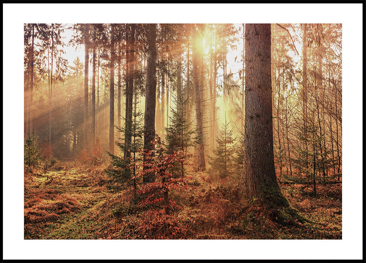 Mysterious Light of the Autumn Forest Poster - Posterbox.dk