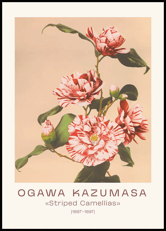 Ogawa Kazumasa, Striped Camellias Poster - Posterbox.dk