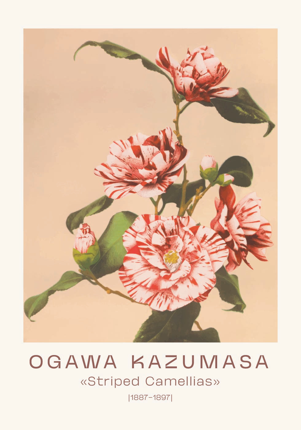 Ogawa Kazumasa, Striped Camellias Poster - Posterbox.dk