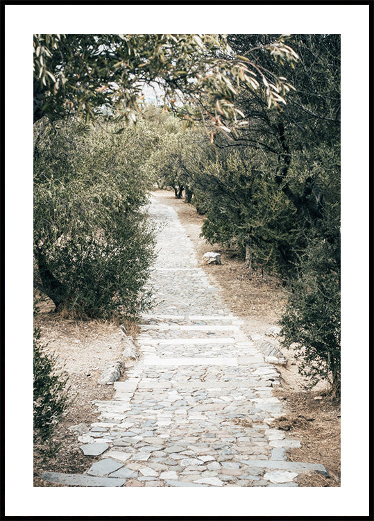 Olive Tree Garden Poster - Posterbox.dk