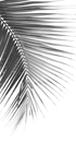 Palm Leaf in Monochrome Poster - Posterbox.dk