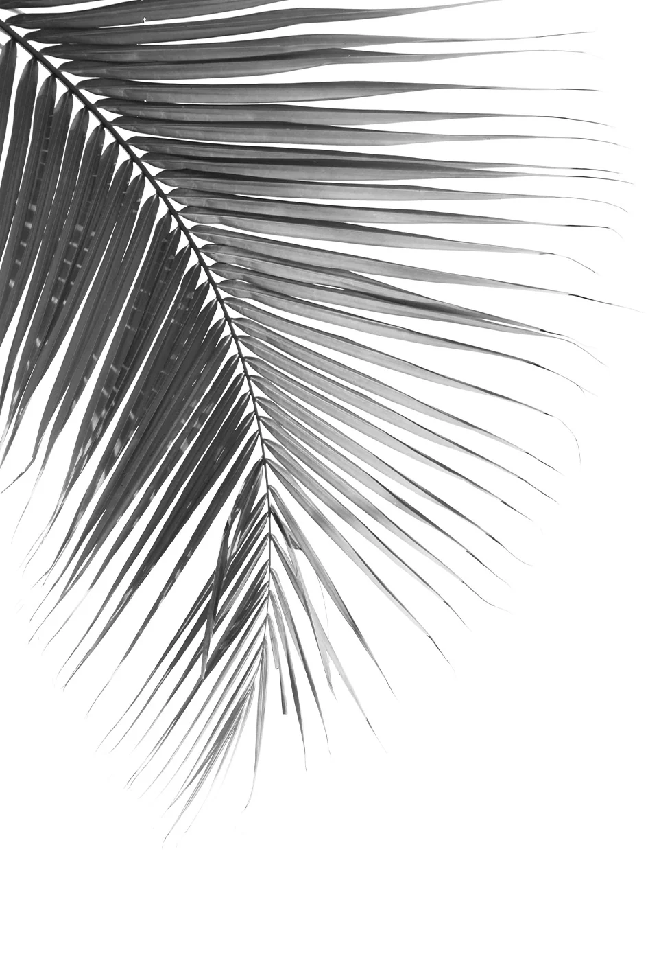 Palm Leaf in Monochrome Poster - Posterbox.dk