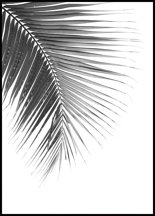 Palm Leaf in Monochrome Poster - Posterbox.dk