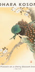 Peacock on a Cherry Blossom Tree, Japanese Woodblock By Ohara Koson Poster - Posterbox.dk