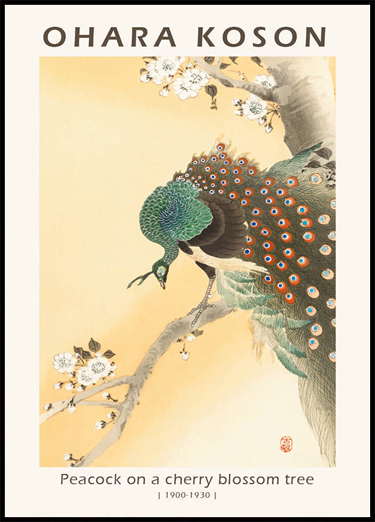 Peacock on a Cherry Blossom Tree, Japanese Woodblock By Ohara Koson Poster - Posterbox.dk