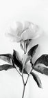 Peony B&W Poster - Posterbox.dk