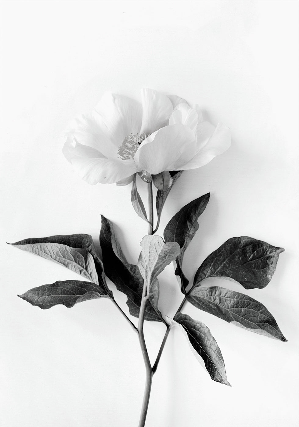 Peony B&W Poster - Posterbox.dk