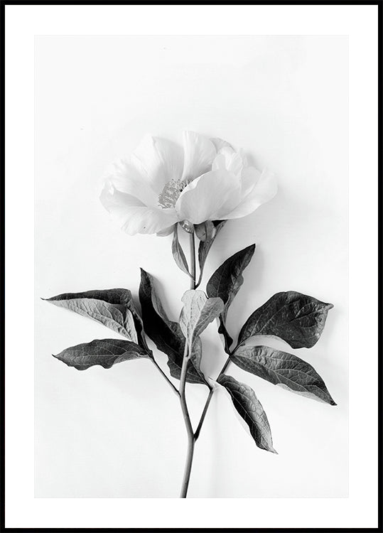 Peony B&W Poster - Posterbox.dk