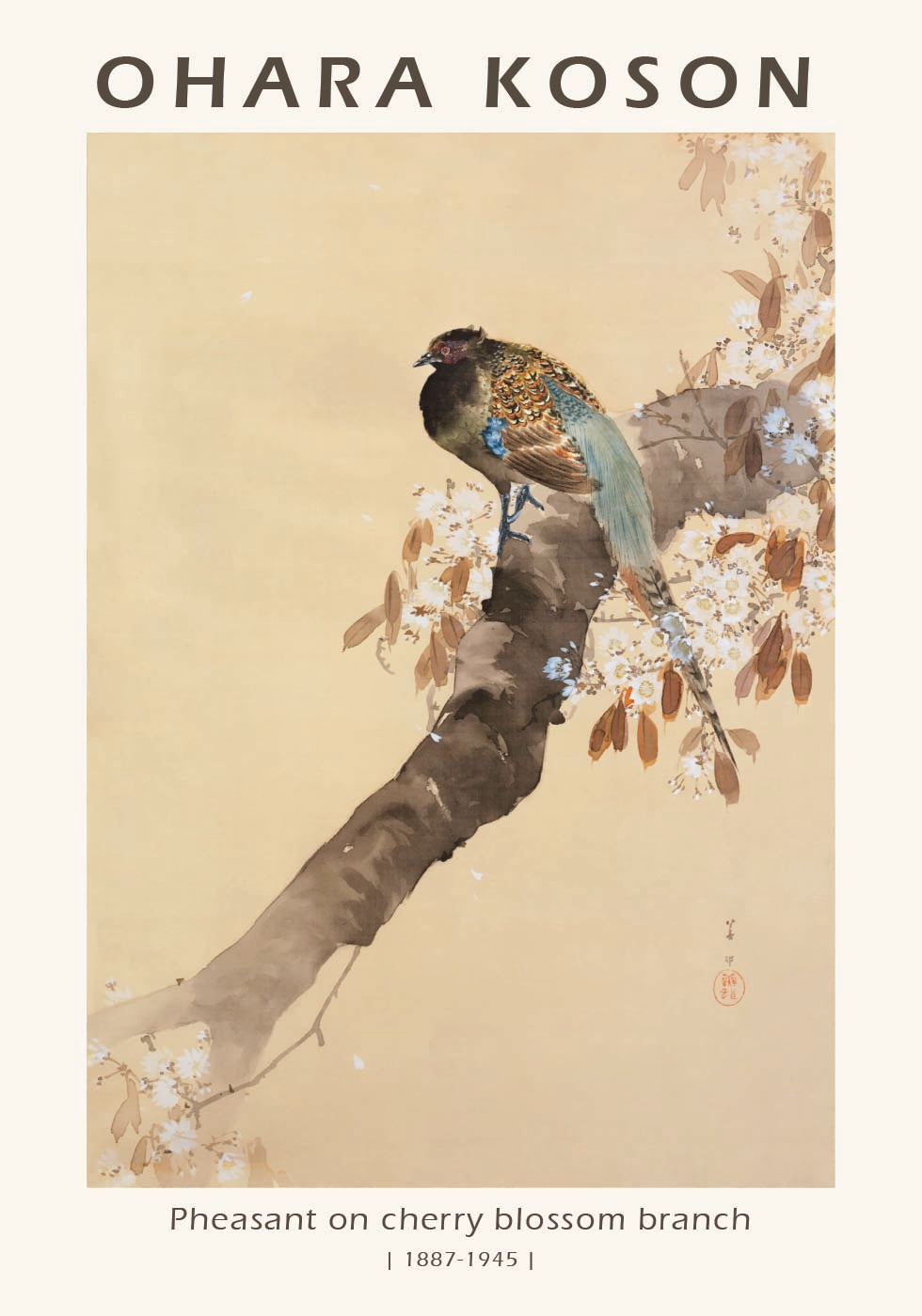 Pheasant on Cherry Blossom Branch, Japanese Woodblock By Ohara Koson Poster - Posterbox.dk