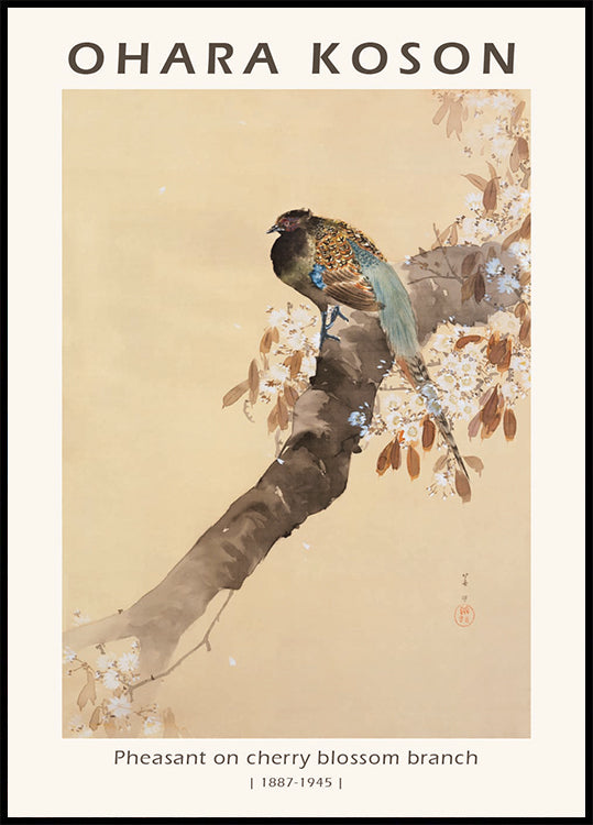 Pheasant on Cherry Blossom Branch, Japanese Woodblock By Ohara Koson Poster - Posterbox.dk