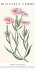 Pink Dianthus Botanical Poster - Posterbox.dk