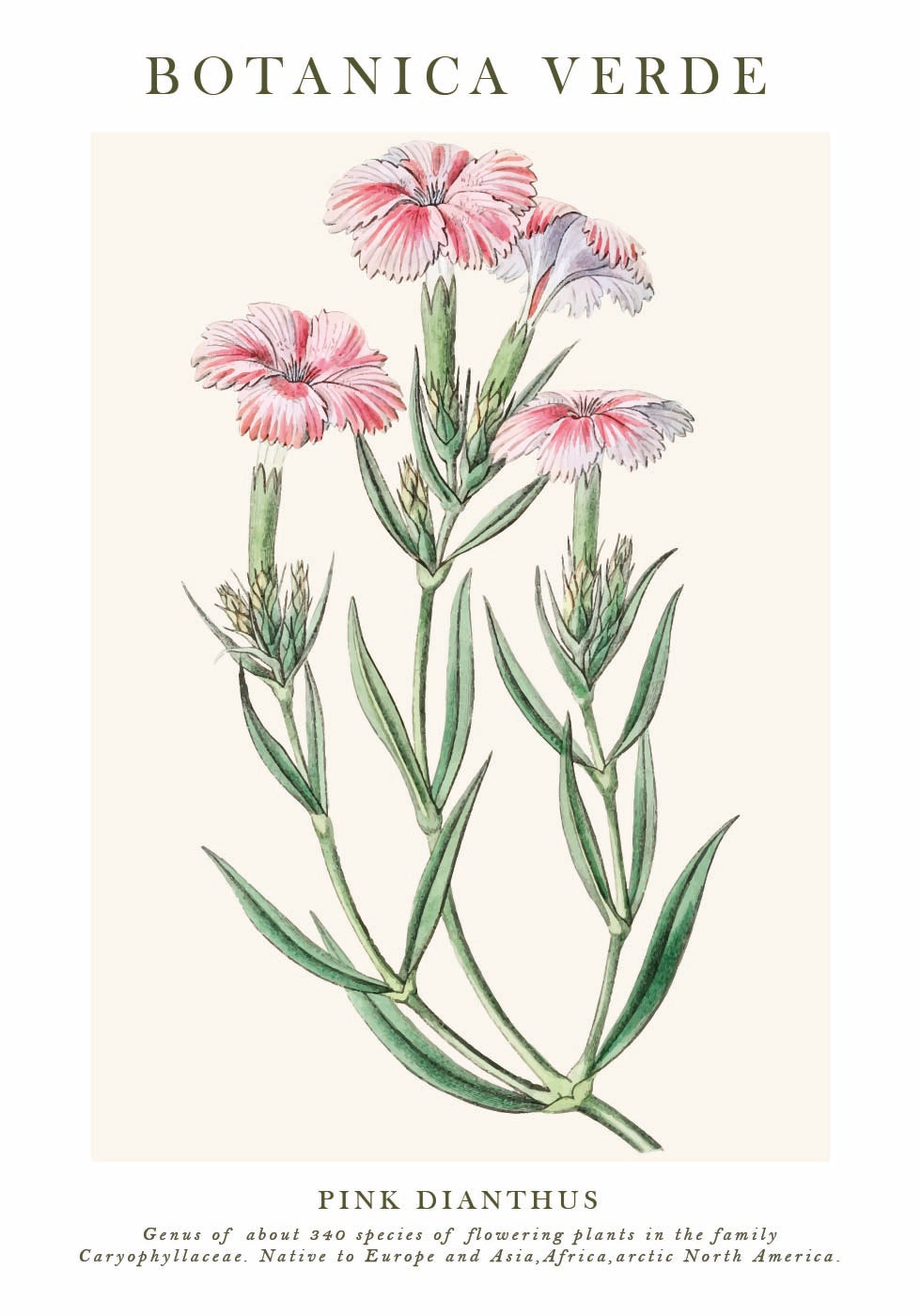 Pink Dianthus Botanical Poster - Posterbox.dk