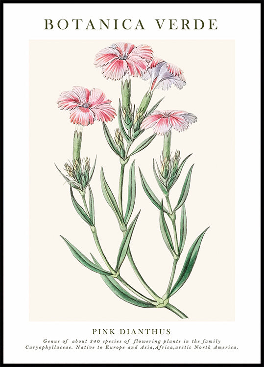 Pink Dianthus Botanical Poster - Posterbox.dk