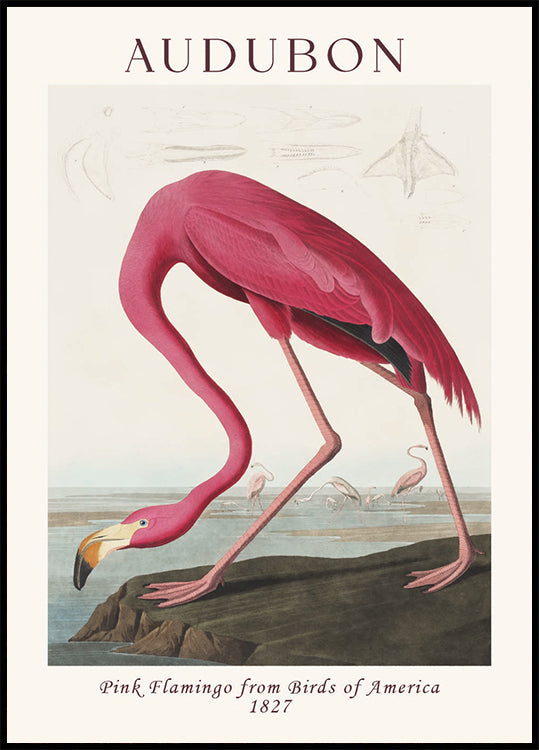 Pink Flamingo Birds of America, Audubon 1827 Poster - Posterbox.dk