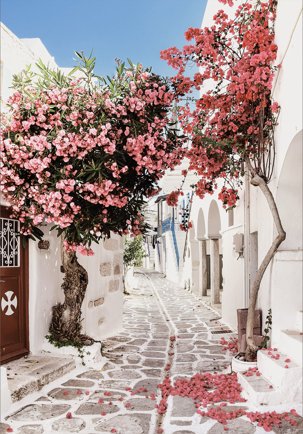 Pink Flower Trees in a Picturesque Alley Poster - Posterbox.dk