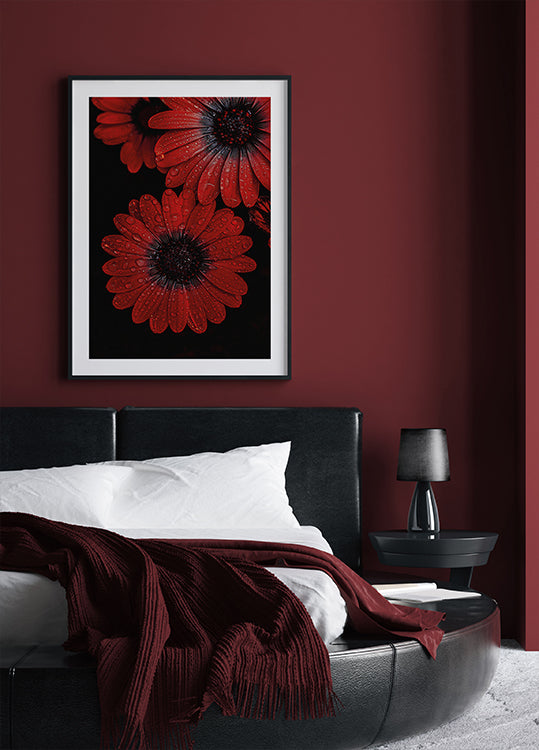 Red Dimorphotheca Flowers with Water Droplets Poster - Posterbox.dk