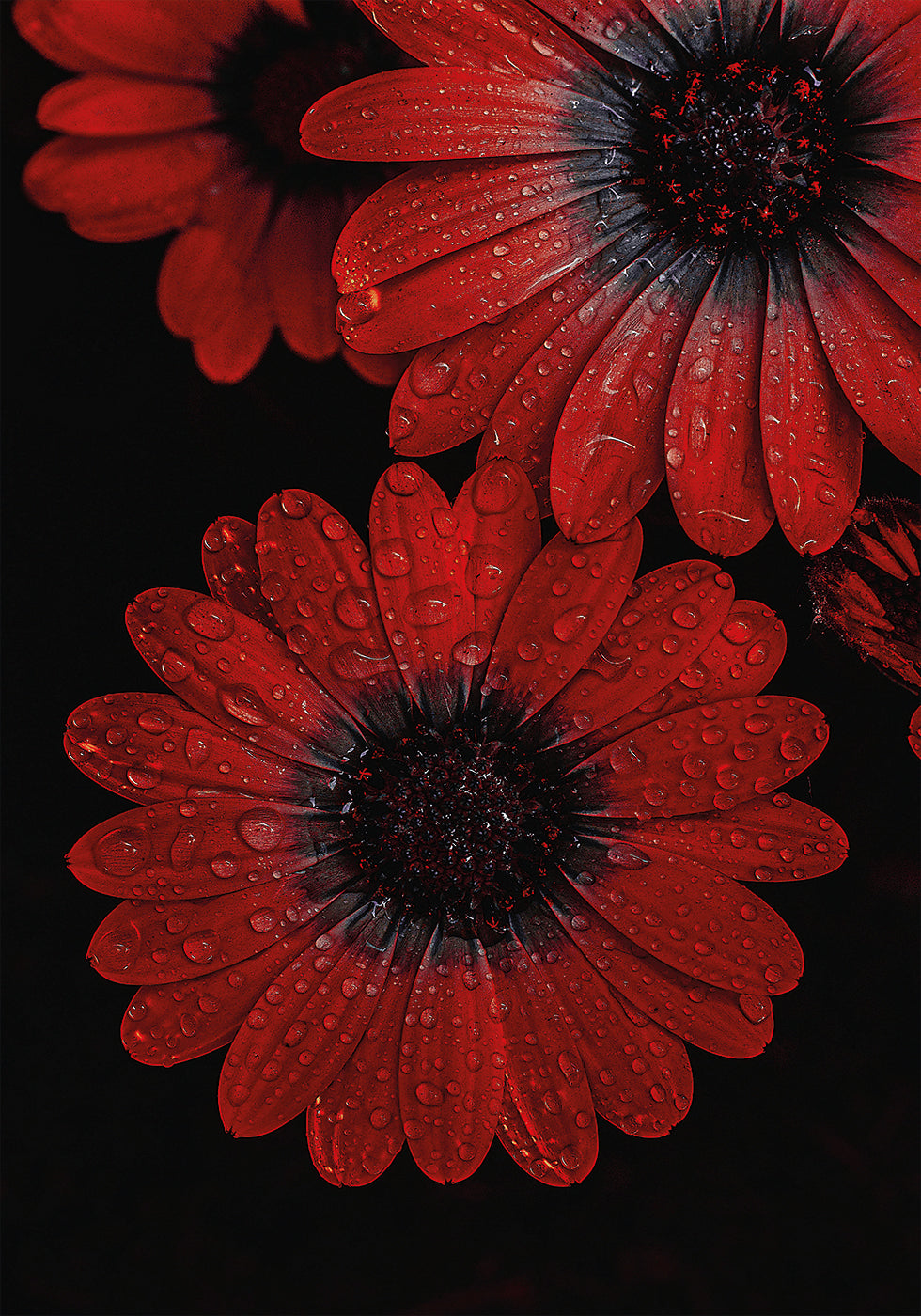 Red Dimorphotheca Flowers with Water Droplets Poster - Posterbox.dk