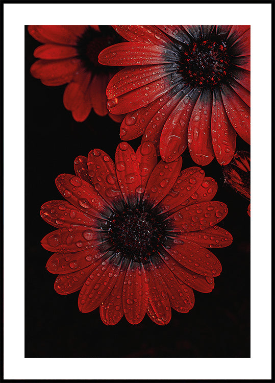 Red Dimorphotheca Flowers with Water Droplets Poster - Posterbox.dk