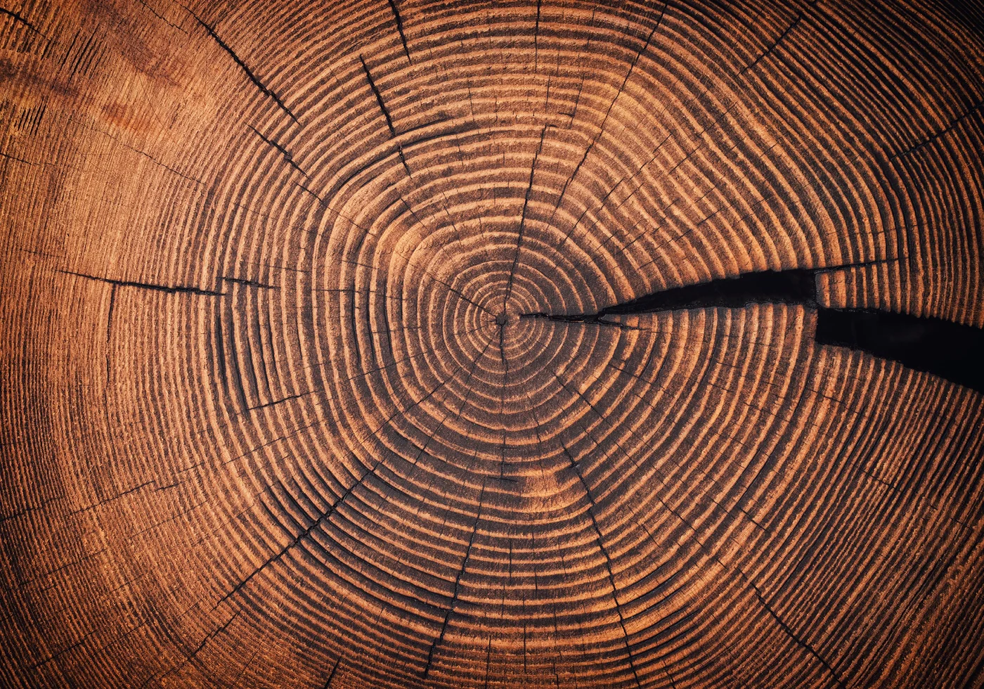 Rings of Time: A Tree's Life Story Poster - Posterbox.dk