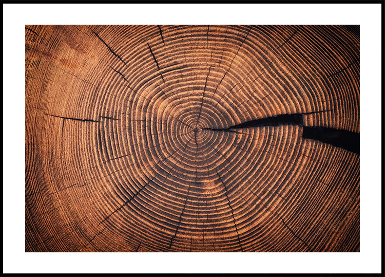 Rings of Time: A Tree's Life Story Poster - Posterbox.dk