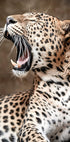 Roaring Leopard in Nature Poster - Posterbox.dk