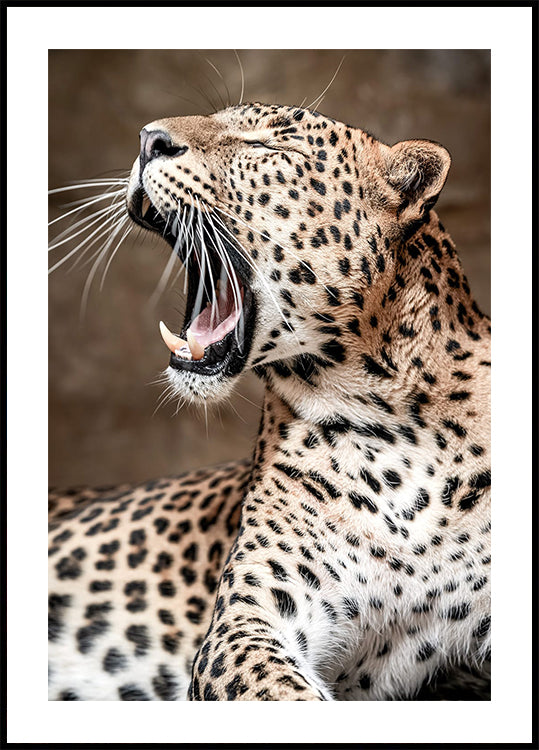 Roaring Leopard in Nature Poster - Posterbox.dk