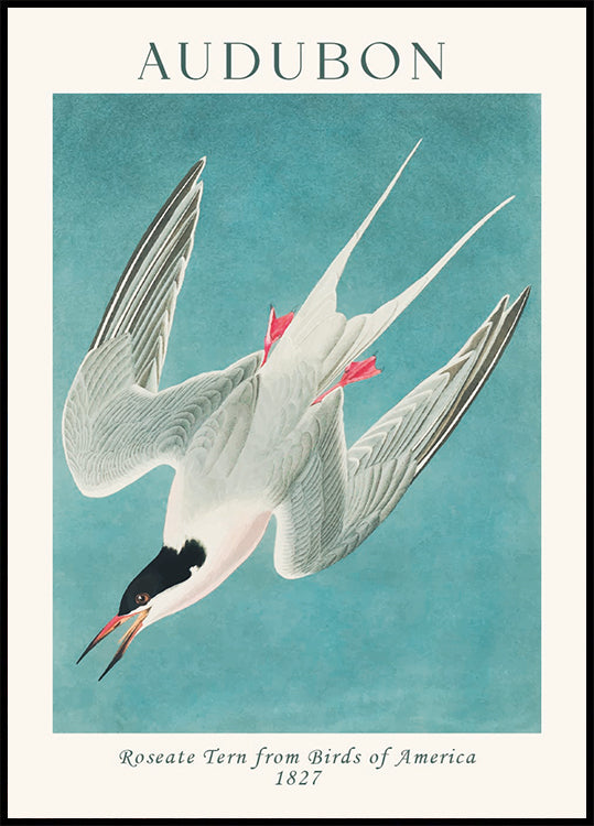 Roseate Tern from Birds of America Audubon Poster - Posterbox.dk