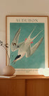 Roseate Tern from Birds of America Audubon Poster - Posterbox.dk