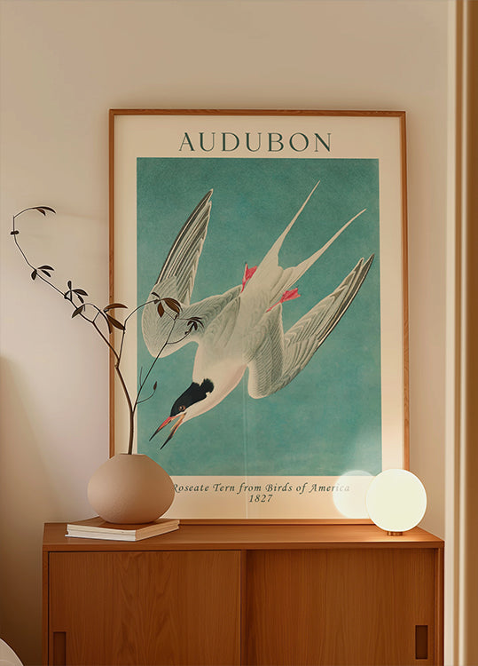 Roseate Tern from Birds of America Audubon Poster - Posterbox.dk