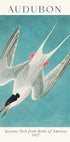 Roseate Tern from Birds of America Audubon Poster - Posterbox.dk