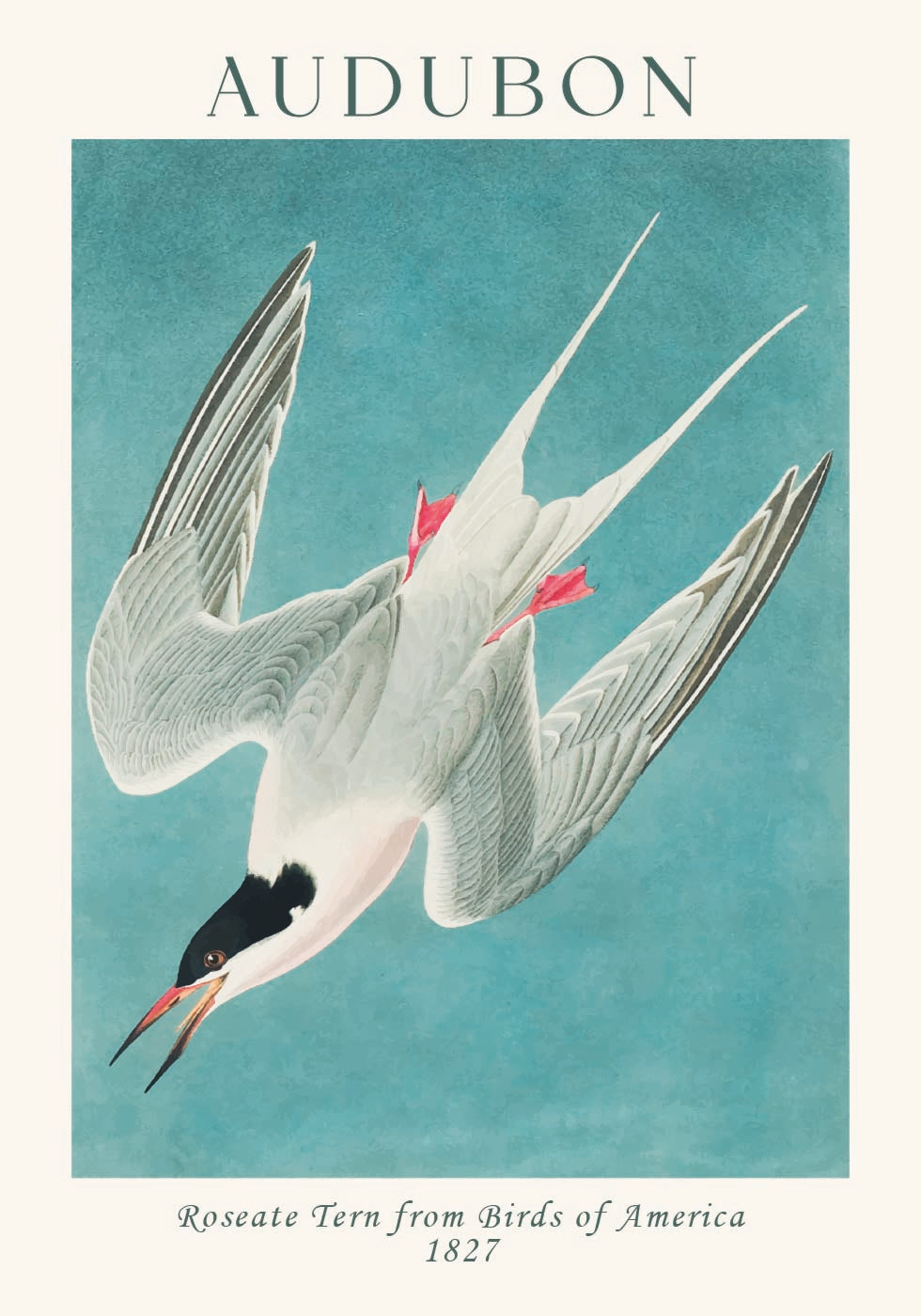 Roseate Tern from Birds of America Audubon Poster - Posterbox.dk