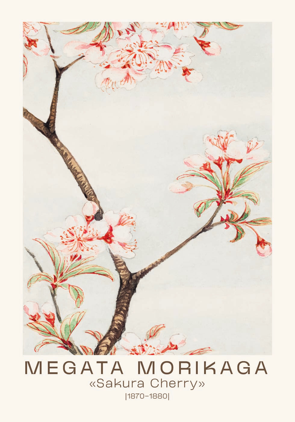 Sakura Cherry Japanese Blossom, Megata Morikaga 1870–1880 Poster - Posterbox.dk