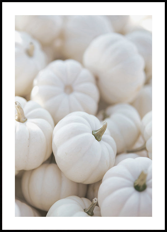 Small White Pumpkins Poster - Posterbox.dk