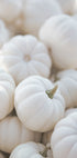Small White Pumpkins Poster - Posterbox.dk