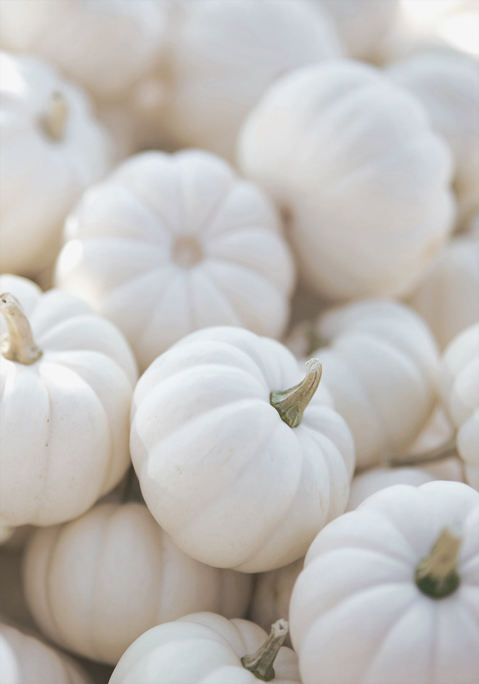 Small White Pumpkins Poster - Posterbox.dk