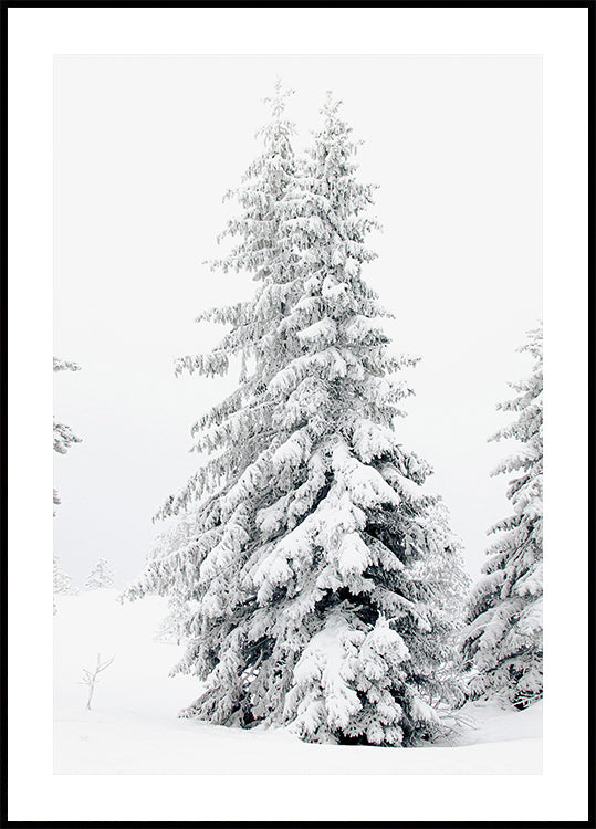 Snow-Covered Pine Trees Poster - Posterbox.dk