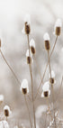 Snowy Dried Flowers Poster - Posterbox.dk