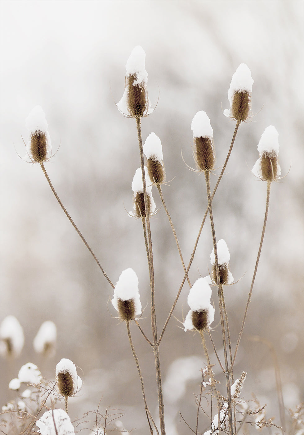 Snowy Dried Flowers Poster - Posterbox.dk