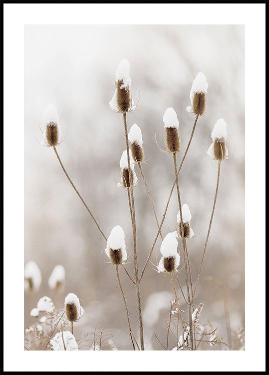 Snowy Dried Flowers Poster - Posterbox.dk