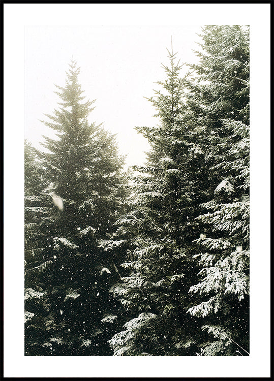 Snowy Evergreen Forest Poster - Posterbox.dk