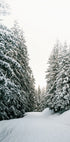 Snowy Road Through Evergreen Forest Poster - Posterbox.dk