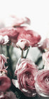 Soft Pink Ranunculus Poster - Posterbox.dk