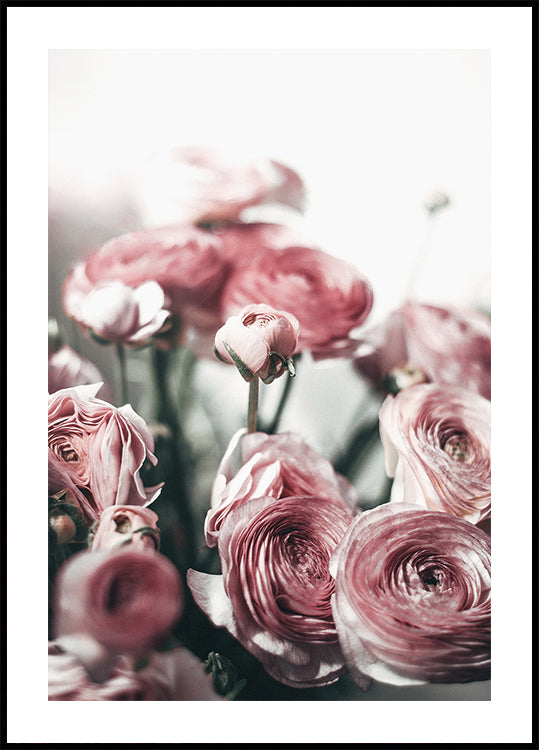Soft Pink Ranunculus Poster - Posterbox.dk