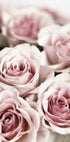 Soft Pink Roses Poster - Posterbox.dk