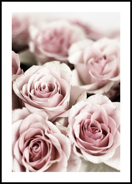 Soft Pink Roses Poster - Posterbox.dk