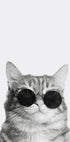 Sophisticated Feline in Sunglasses Poster - Posterbox.dk